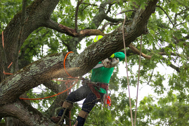 Best Leaf Removal  in Centerville, TN