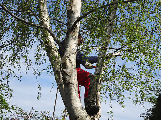 Best Seasonal Cleanup  in Centerville, TN